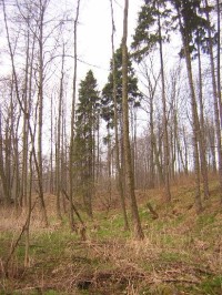 Ludgeřovice - les