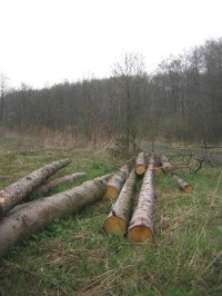 Ludgeřovice - les
