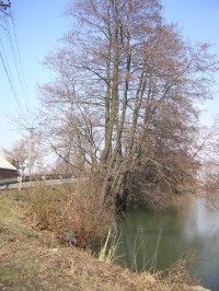 Rychvald - rybník Velký Cihelník