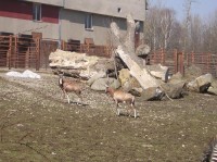 ZOO Ostrava - antilopy