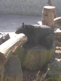 ZOO Ostrava - spící medvěd ušatý