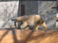 ZOO Ostrava - lední medvěd