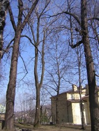 Cieszyn - park u Piastowské věže - vzácné stromy
