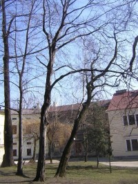 Cieszyn - park u Piastowské věže - chráněné vzácné stromy