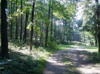 Černý les: cesta Lichnov Milotice nad opavou