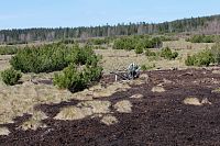 Rašeliniště Pernink