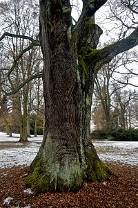 Korunu větší lípy tvoří dvojice kosterních větví, vzájemně stažených starou kovovou vazbou.