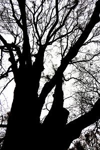 Dalovické lípy jsou dva památné stromy lípy malolisté (Tilia cordata).