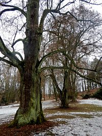 Dalovické lípy jsou dva památné stromy lípy malolisté (Tilia cordata).