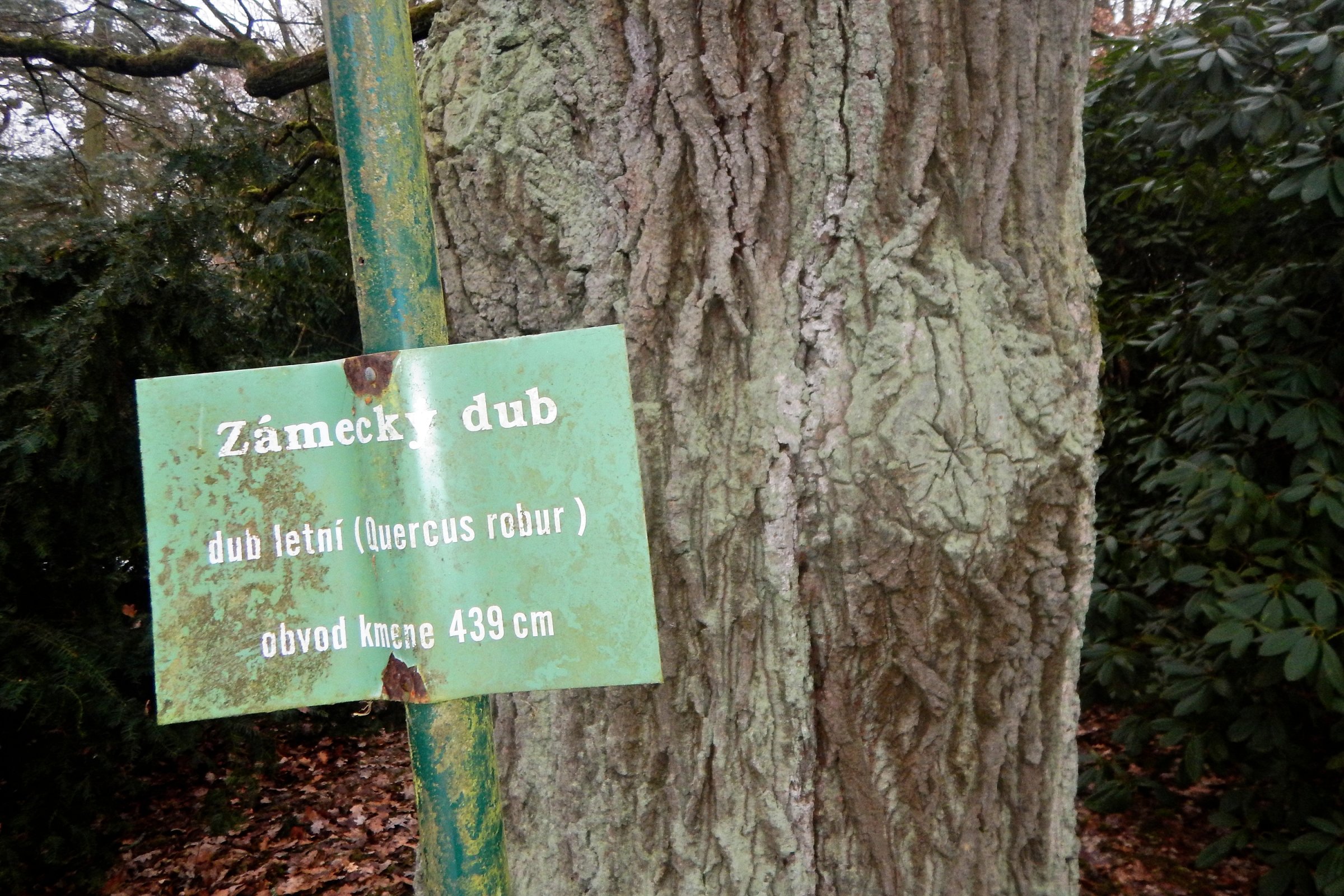 Zámecký dub v Dalovicích