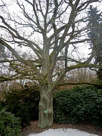 Zámecký dub v parku v Dalovicích. Dub je v evropském kulturním prostředí tradičně chápán jako symbol síly, trvání, kontinuity i staleté paměti krajiny.