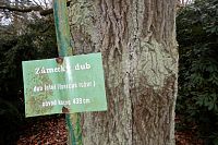 Zámecký dub v Dalovicích