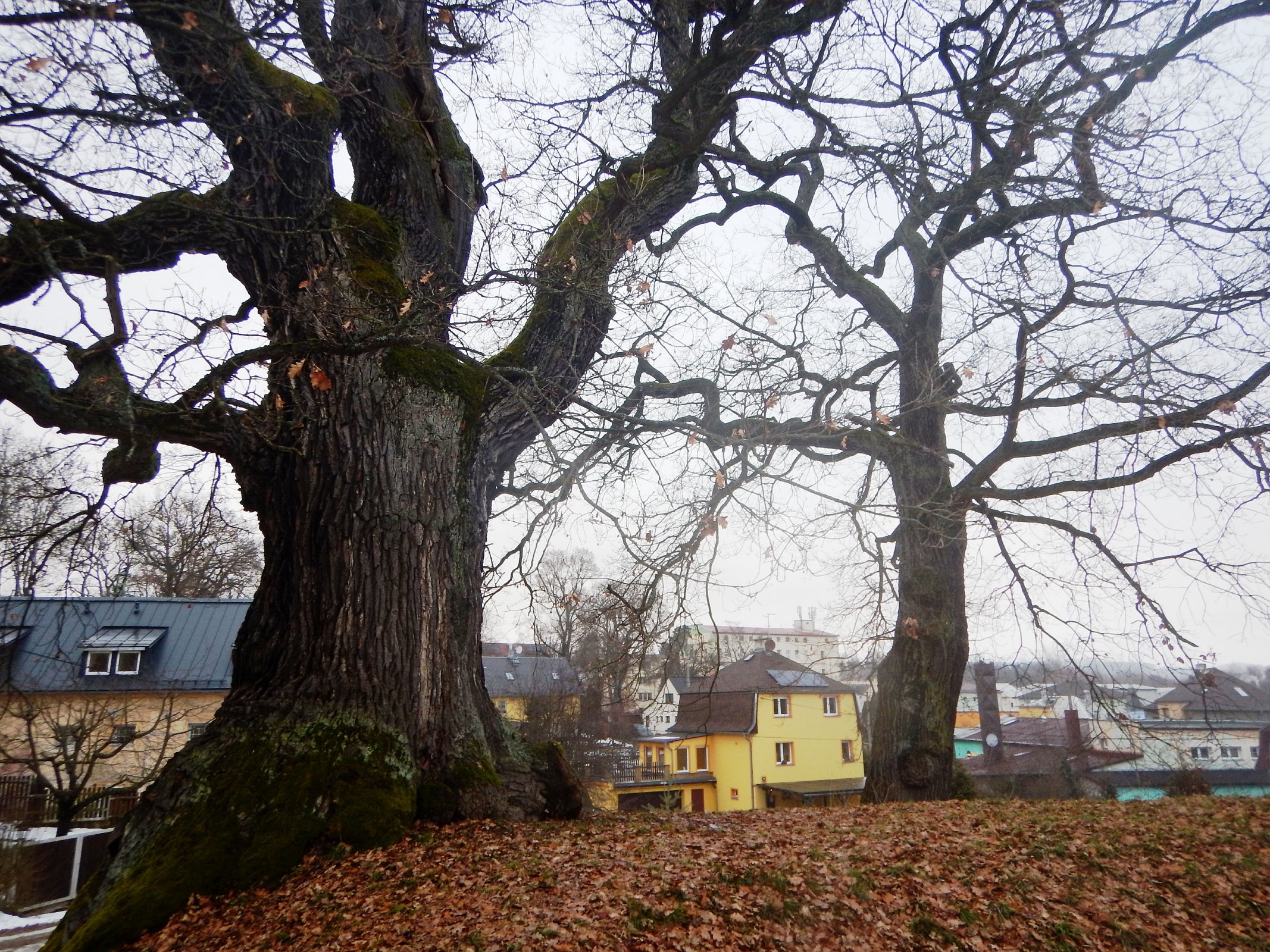 Duby u tvrze v Dalovicích