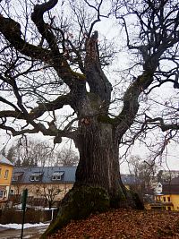 Největší z trojice stromů má obrovské kořenové náběhy na hraně terasy, statný válcovitý kmen, pokroucenou korunu a starobylý charakter.