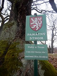 V blízkosti tvrziště v Dalovicích rostou tři památné duby letní (Quercus robur).