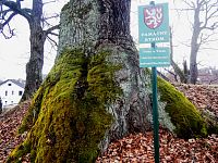 Obvody kmenů: 502 cm, 502 cm a 278 cm. Výšky stromů: 20 m, 16 m a 12,5 m.