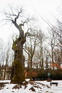 Zámecký park v Dalovicích, slavný Körnerův dub.