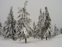 Sněhový les