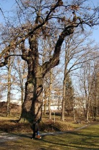 Dub 21: Podle oslavné básně na dalovické duby, kterou v roce 1810 napsal Theodor Körner, německý romantický básník. Jeho socha, dílo sochaře Ludvíka Tischlera, byla naproti dubu odhalena v r. 1914. Stáří dubu lze odhadovat na 900-1000 let.