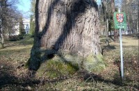 Dub 13: Podle oslavné básně na dalovické duby, kterou v roce 1810 napsal Theodor Körner, německý romantický básník. Jeho socha, dílo sochaře Ludvíka Tischlera, byla naproti dubu odhalena v r. 1914. Stáří dubu lze odhadovat na 900-1000 let.