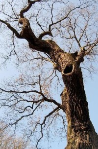 Dub 8: Podle oslavné básně na dalovické duby, kterou v roce 1810 napsal Theodor Körner, německý romantický básník. Jeho socha, dílo sochaře Ludvíka Tischlera, byla naproti dubu odhalena v r. 1914. Stáří dubu lze odhadovat na 900-1000 let.