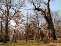 Dub 24: Podle oslavné básně na dalovické duby, kterou v roce 1810 napsal Theodor Körner, německý romantický básník. Jeho socha, dílo sochaře Ludvíka Tischlera, byla naproti dubu odhalena v r. 1914. Stáří dubu lze odhadovat na 900-1000 let.