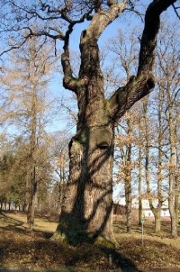 Dub 17: Podle oslavné básně na dalovické duby, kterou v roce 1810 napsal Theodor Körner, německý romantický básník. Jeho socha, dílo sochaře Ludvíka Tischlera, byla naproti dubu odhalena v r. 1914. Stáří dubu lze odhadovat na 900-1000 let.