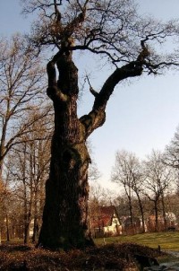 Dub 2: Podle oslavné básně na dalovické duby, kterou v roce 1810 napsal Theodor Körner, německý romantický básník. Jeho socha, dílo sochaře Ludvíka Tischlera, byla naproti dubu odhalena v r. 1914. Stáří dubu lze odhadovat na 900-1000 let.