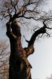 Dub 3: Podle oslavné básně na dalovické duby, kterou v roce 1810 napsal Theodor Körner, německý romantický básník. Jeho socha, dílo sochaře Ludvíka Tischlera, byla naproti dubu odhalena v r. 1914. Stáří dubu lze odhadovat na 900-1000 let.