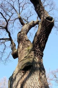 Dub 6: Podle oslavné básně na dalovické duby, kterou v roce 1810 napsal Theodor Körner, německý romantický básník. Jeho socha, dílo sochaře Ludvíka Tischlera, byla naproti dubu odhalena v r. 1914. Stáří dubu lze odhadovat na 900-1000 let.