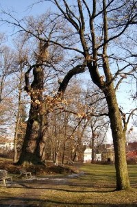Dub 18: Podle oslavné básně na dalovické duby, kterou v roce 1810 napsal Theodor Körner, německý romantický básník. Jeho socha, dílo sochaře Ludvíka Tischlera, byla naproti dubu odhalena v r. 1914. Stáří dubu lze odhadovat na 900-1000 let.