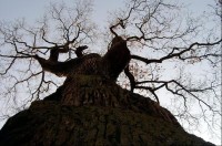 Dub 10: Podle oslavné básně na dalovické duby, kterou v roce 1810 napsal Theodor Körner, německý romantický básník. Jeho socha, dílo sochaře Ludvíka Tischlera, byla naproti dubu odhalena v r. 1914. Stáří dubu lze odhadovat na 900-1000 let.