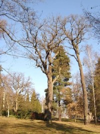 Park 49: Tento zámecký park se vyznačuje velmi starými a cennými stromy, dříve to byly především prastaré duby. Jeden z nich, tzv Körnerův je starý až 1000 let. Ještě počátkem minulého století tu stáli tři takoví velikáni, které básník Theodor Körner
