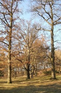 Park 50: Tento zámecký park se vyznačuje velmi starými a cennými stromy, dříve to byly především prastaré duby. Jeden z nich, tzv Körnerův je starý až 1000 let. Ještě počátkem minulého století tu stáli tři takoví velikáni, které básník Theodor Körner