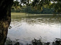 Hostivické rybníky - rybník Kala: severovýchodní část rybníku Kala