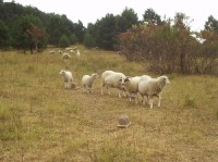 ovce na Pálavě