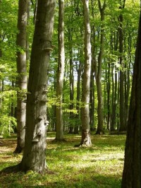 chráněný bukový les