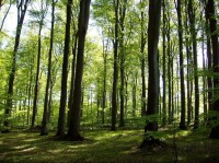 chráněný bukový les