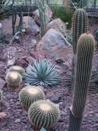 kaktusy v botanické zahradě