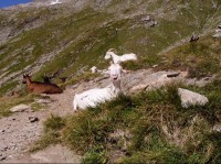 Vysokohorska koza :-): Neni nad pohodu pod Alte Prager Hütte...
