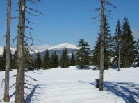 Pohled na Sněžku z Černé hory