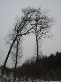 Stromy nad údolím Říčky