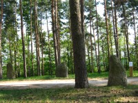 Kameny v lese