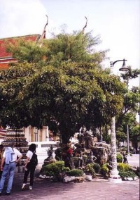 Bangkok - posvátný strom Bo, pod nímž se údajně narodil Buddha