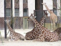 Žirafy síťované