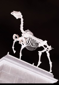 Trafalgar Square - „Gift Horse“  - bronzová skulptura kostry