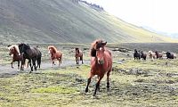 Landmannalaugar - Duhové hory - islandští koně