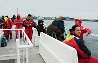Whale Watching in Reykjavik with Elding