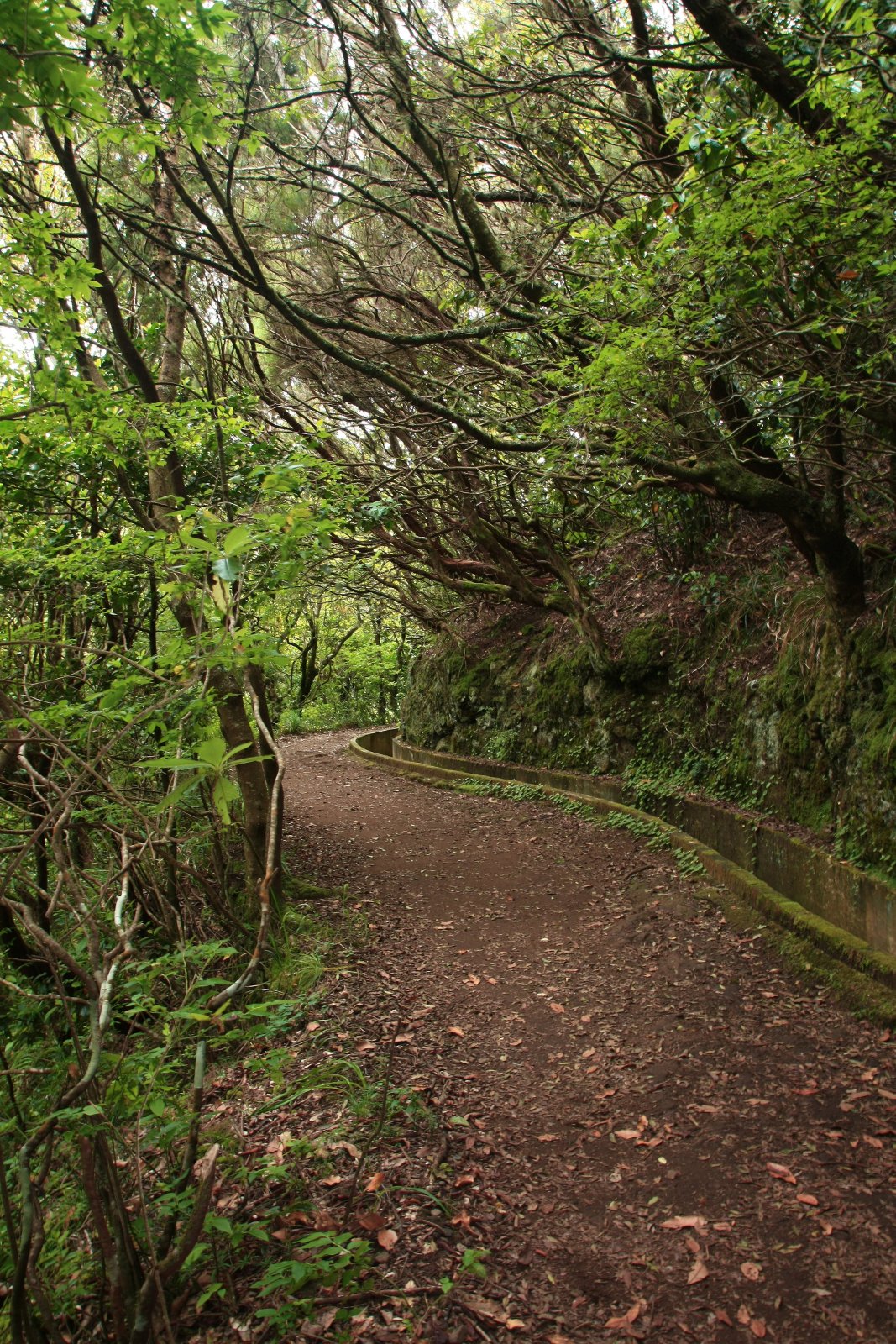 MADEIRA LEVÁDY (Caldeirão Verde a další…) a jejich historie. Boca da Encumeada.
