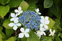 Hortenzie pilovitá 'Magic Pillow'  (Hydrangea serrata)